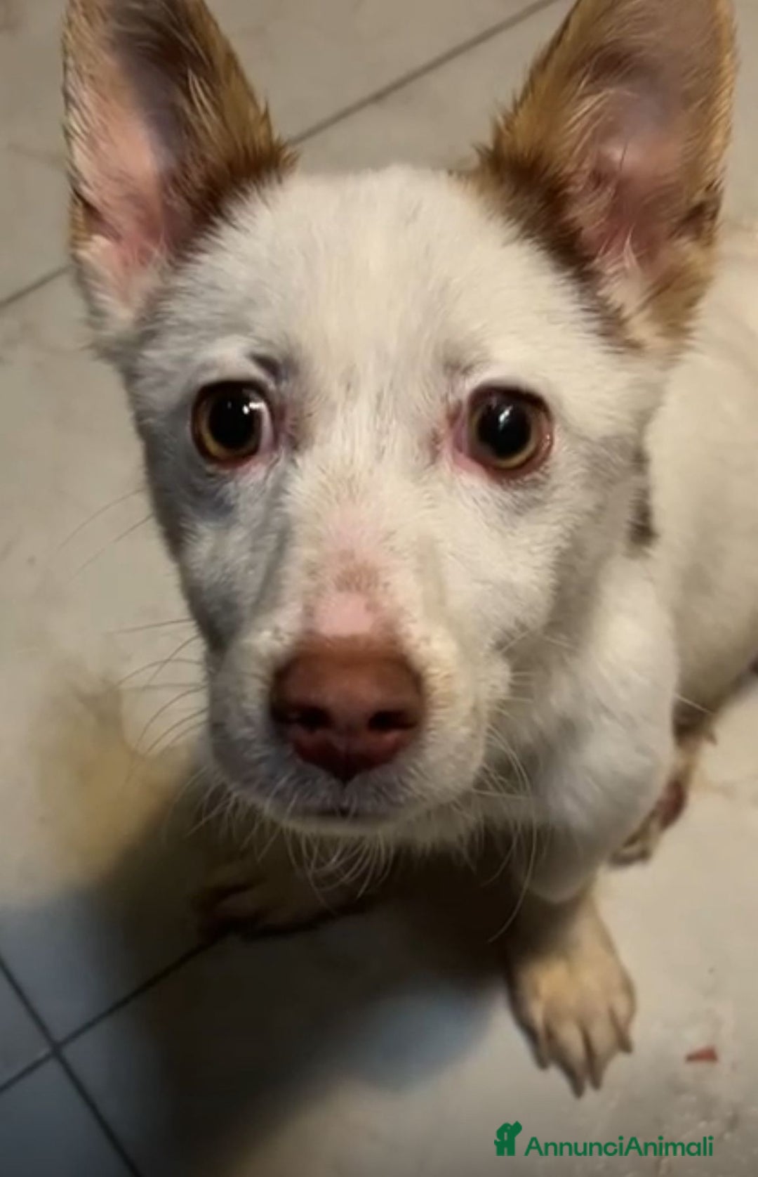 Meticcio cani in regalo: CUCCIOLOTTO INVISIBILE - Annuncio 2