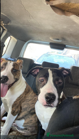 Pitbull cani TIGRO giovane splendido tigratino - Annuncio 2