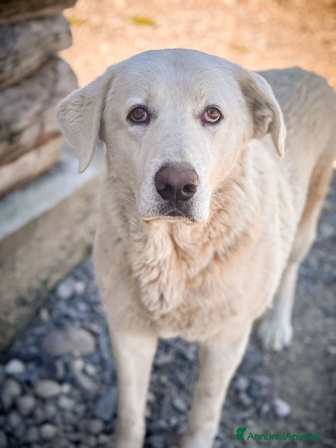 Labrador cani in regalo: Rolly - Annuncio 1