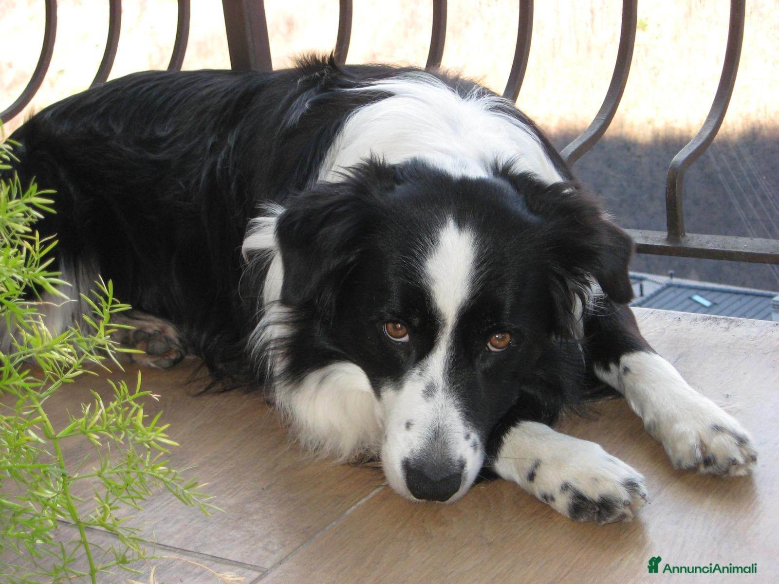 Border Collie cani Maschio Border Collie per accoppiamento - Annuncio 4