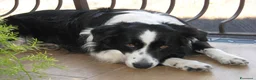 Border Collie cani per accoppiamento: Maschio Border Collie per accoppiamento a Provincia di Sondrio - Annuncio 1
