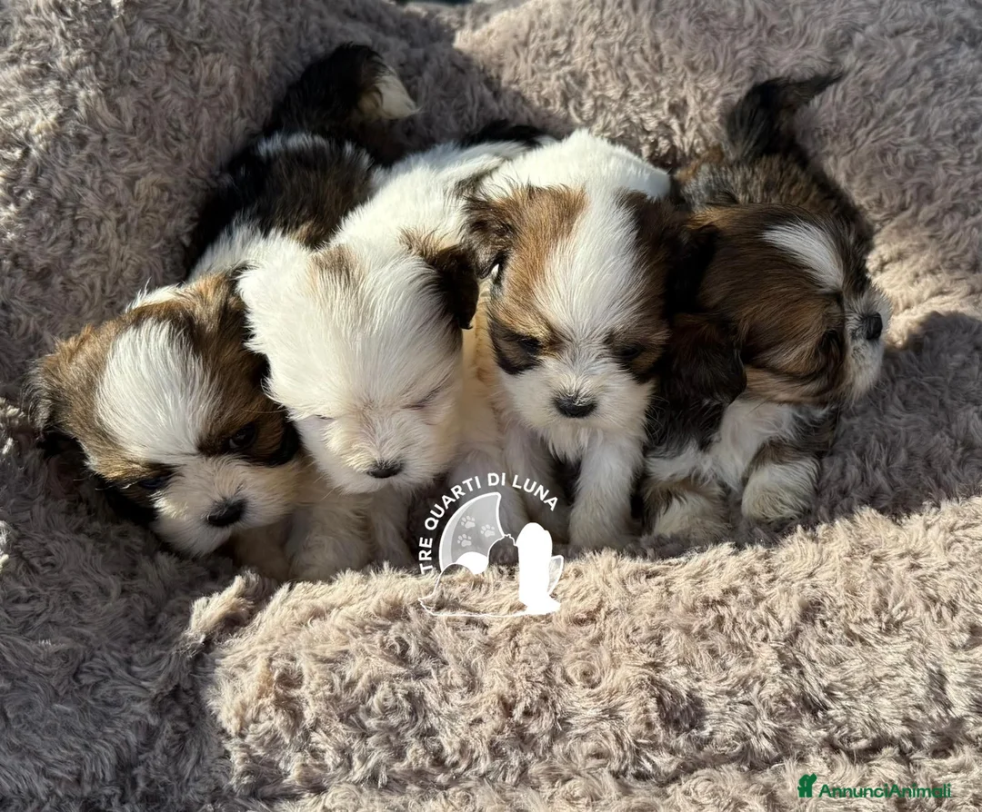 Maltipoo cani in vendita: Maltipoo Barboncino Lhasa Apso Tre Quarti di Luna - Annuncio 3