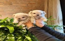 Maltese cani in vendita: MALTESI TOY BELLISSIMI CON PEDIGREE ENCI - Annuncio 1