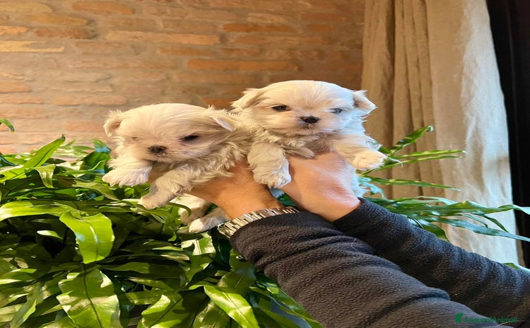 Maltese cani MALTESI TOY BELLISSIMI CON PEDIGREE ENCI - Annuncio 10
