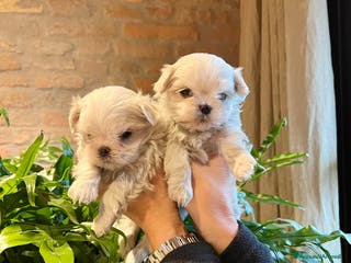Maltese cani MALTESI TOY BELLISSIMI CON PEDIGREE ENCI - Annuncio 28