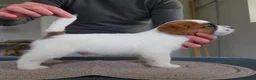 Jack Russell cani in vendita: Cucciolo maschio di Jack Russell a pelo ruvido - Annuncio 5