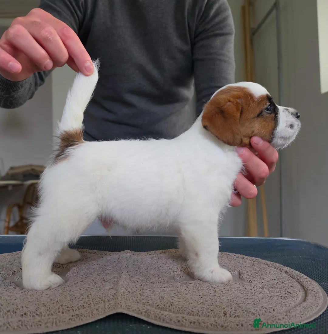 Jack Russell cani in vendita: Cucciolo maschio di Jack Russell a pelo ruvido - Annuncio 5
