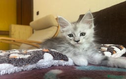 Maine Coon gatti in vendita: Maine Coon pedigree Anfi a Provincia di Modena - Immagine 13