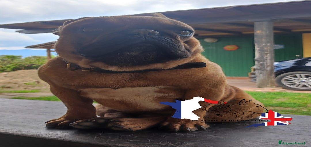 Immagine della galleria {{count}}