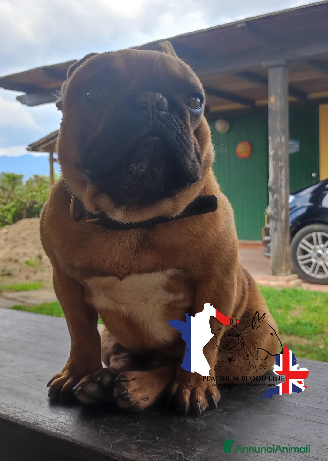 Immagine della galleria {{count}}