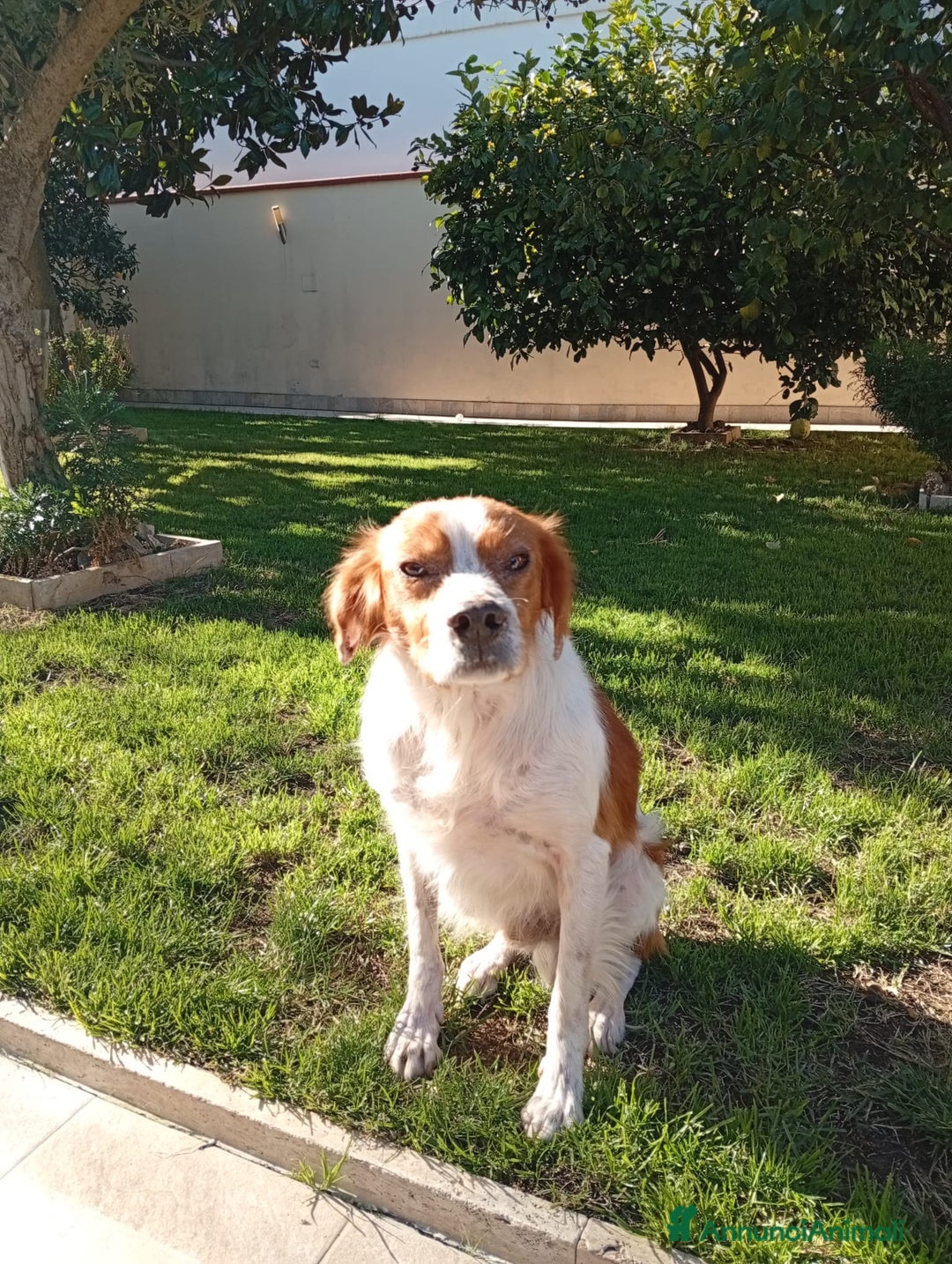 Breton cani in regalo: Tommy: giovane bretoncino socievole equilibrato  - Annuncio 2