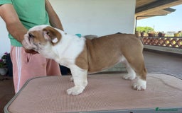 Bulldog cani in vendita: Cucciola bulldog  a Provincia di Latina - Immagine 1