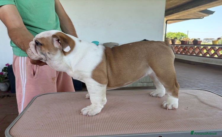Bulldog cani a Provincia di Latina - Annuncio 2