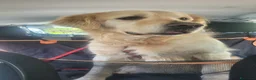 Golden Retriever cani in regalo: Splendido Golden Retreiver - CASPER - Annuncio 15