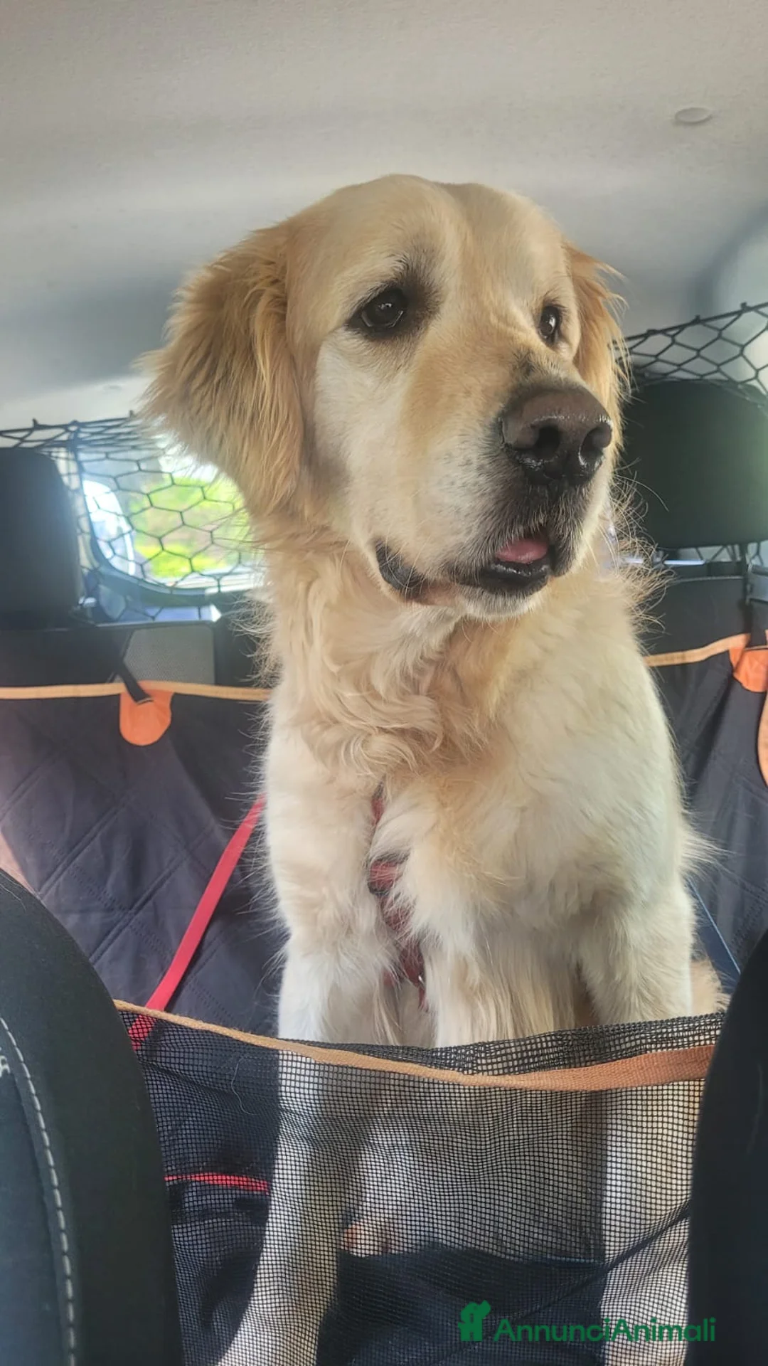 Golden Retriever cani in regalo: Splendido Golden Retreiver - CASPER - Annuncio 15