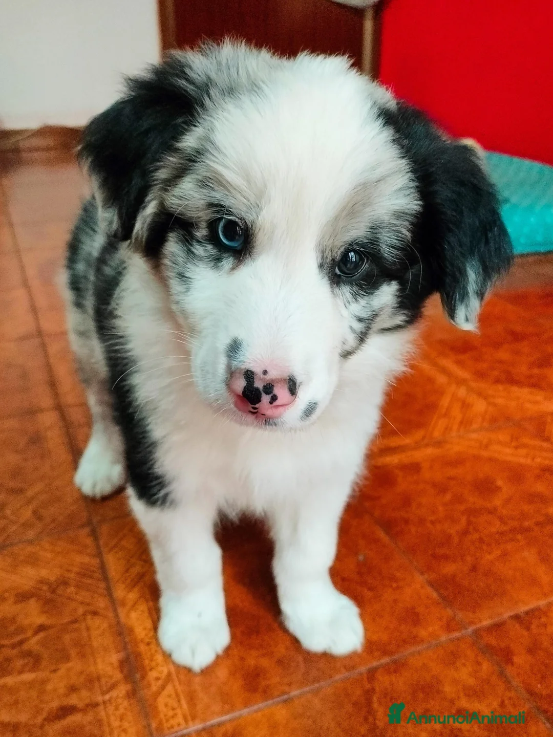Border Collie cani in vendita: Cucciolo di border collie blue merle  - Annuncio 3