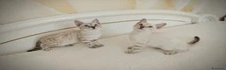 Bengala gatti in vendita: Cuccioli Bengala Snow a Provincia di Varese - Annuncio 2