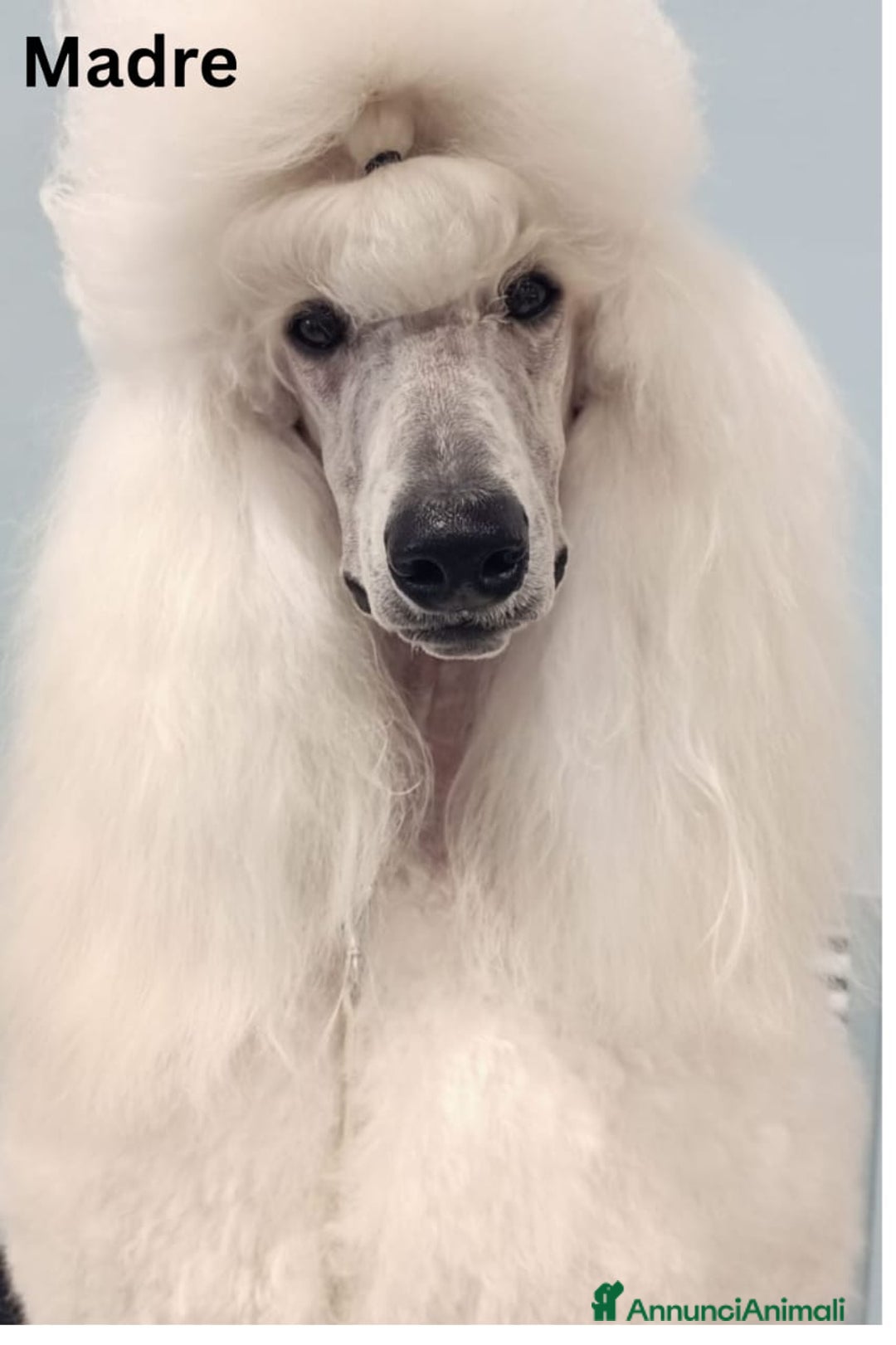 Barbone cani in vendita: Cuccioli di Barboncino con Pedigree ENCI 🐩 a Città metropolitana di Roma Capitale - Annuncio 4