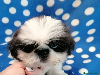 Shih Tzu cani Shih Tzu cucciolo maschio taglia piccolissimo - Annuncio 1