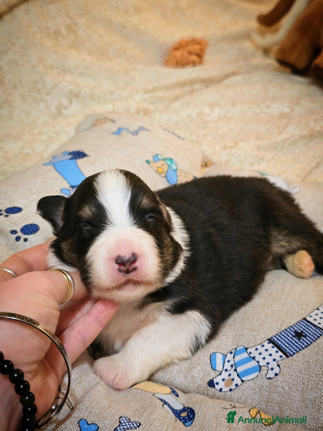 Australian Shepherd cani in vendita: Cucciole di pastore australiano con pedigree ENCI - Annuncio 3