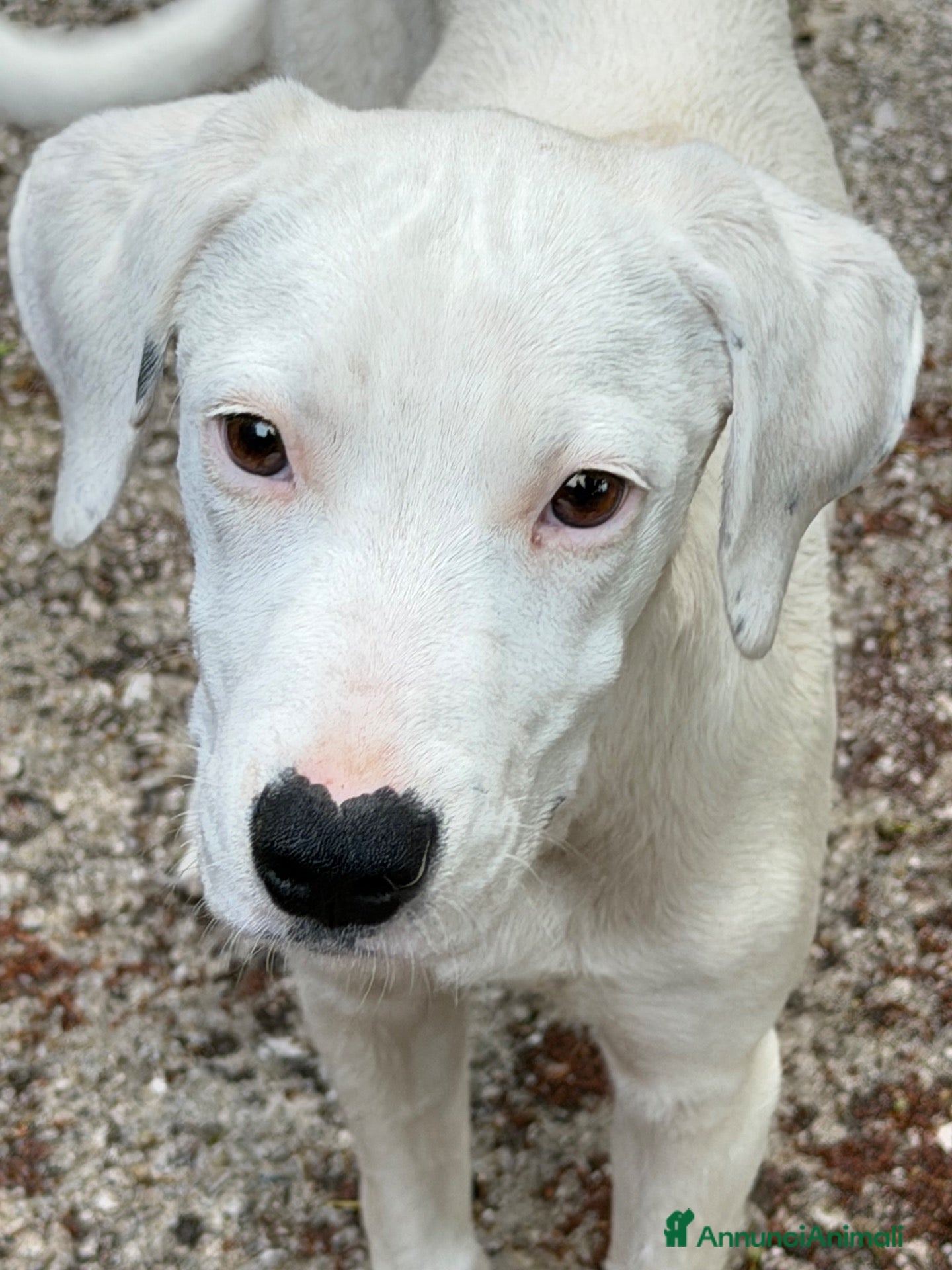 Meticcio cani Alina  - Annuncio 9