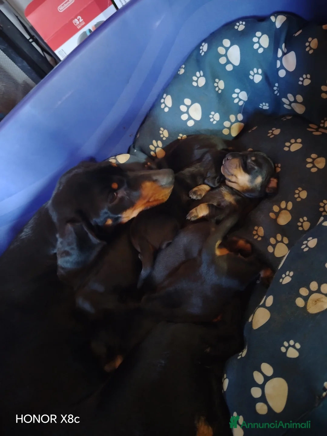 Bassotto cani in vendita: Bassotto tedesco nero focato  - Annuncio 2