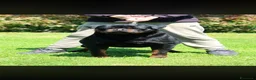 Rottweiler cani in vendita: Cuccioli di Rottwelier con pedigree  - Annuncio 7
