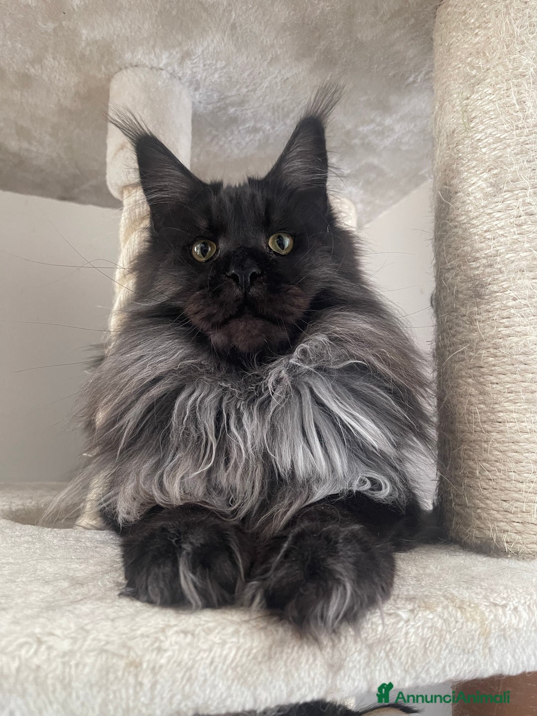 Immagine della galleria {{count}}