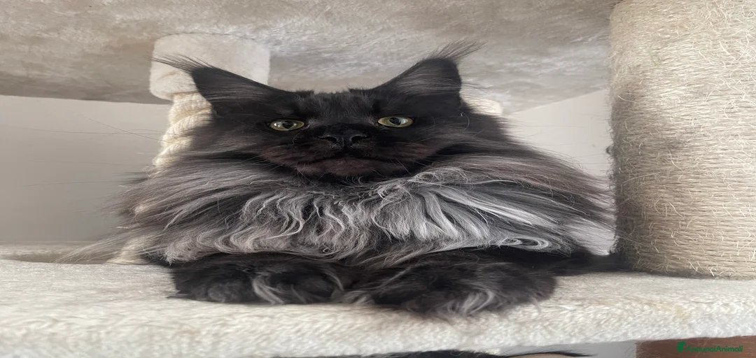 Immagine della galleria {{count}}