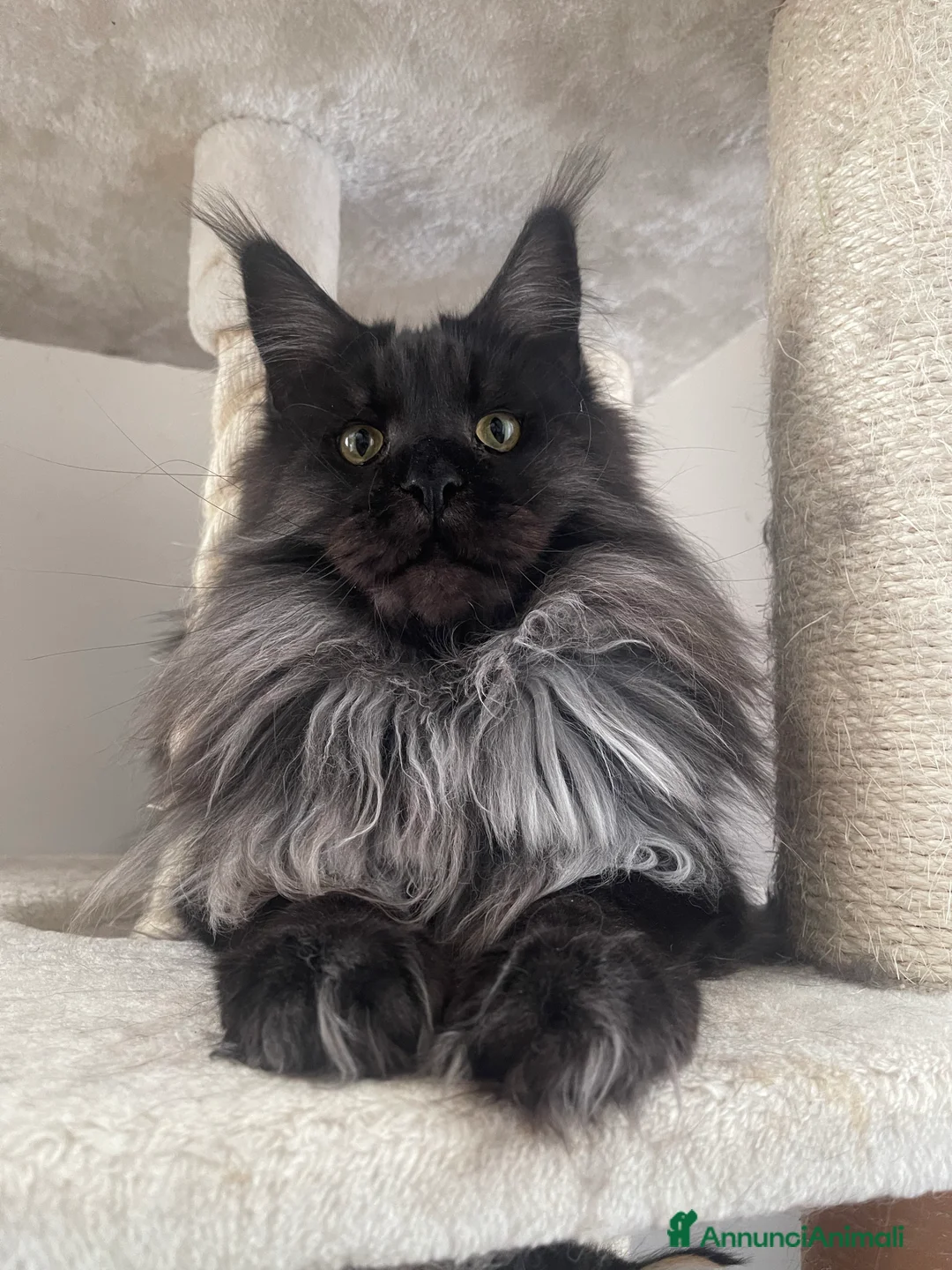 Immagine della galleria {{count}}