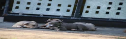 Pitbull cani in vendita: Pit Bull con pedigree, paghi anche a rate  - Annuncio 29