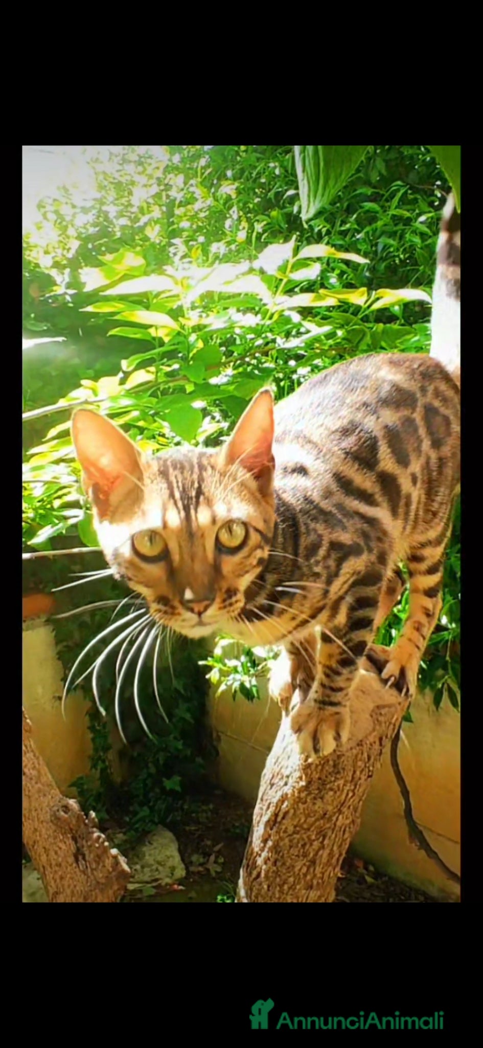 Bengala gatti Splendida gattina Bengala  - Annuncio 3