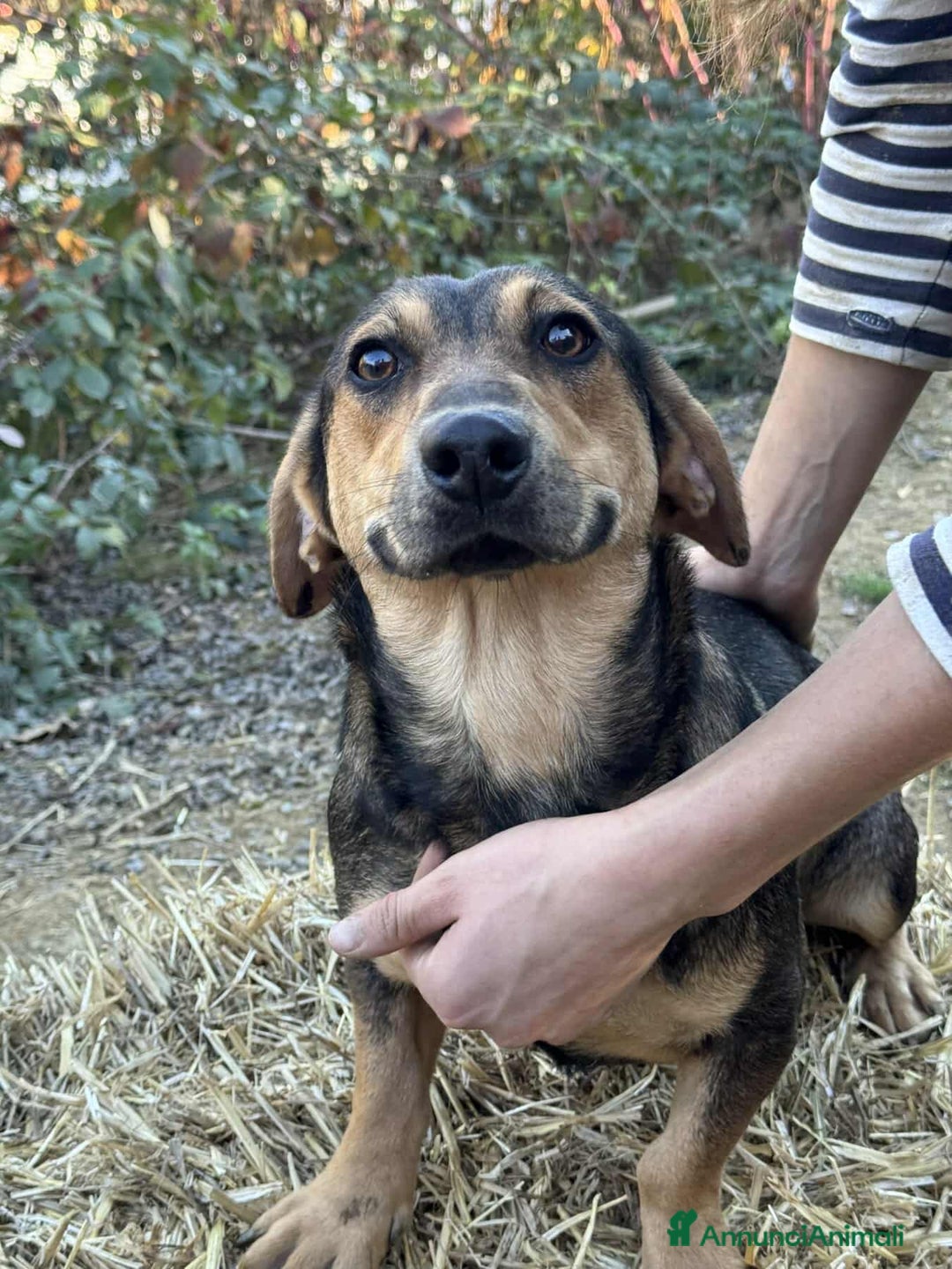 Meticcio cani in regalo: OLIVE, tenera cagnolina dalle ZAMPE CORTE! - Annuncio 6