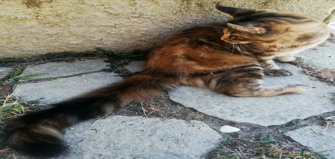 Immagine della galleria {{count}}