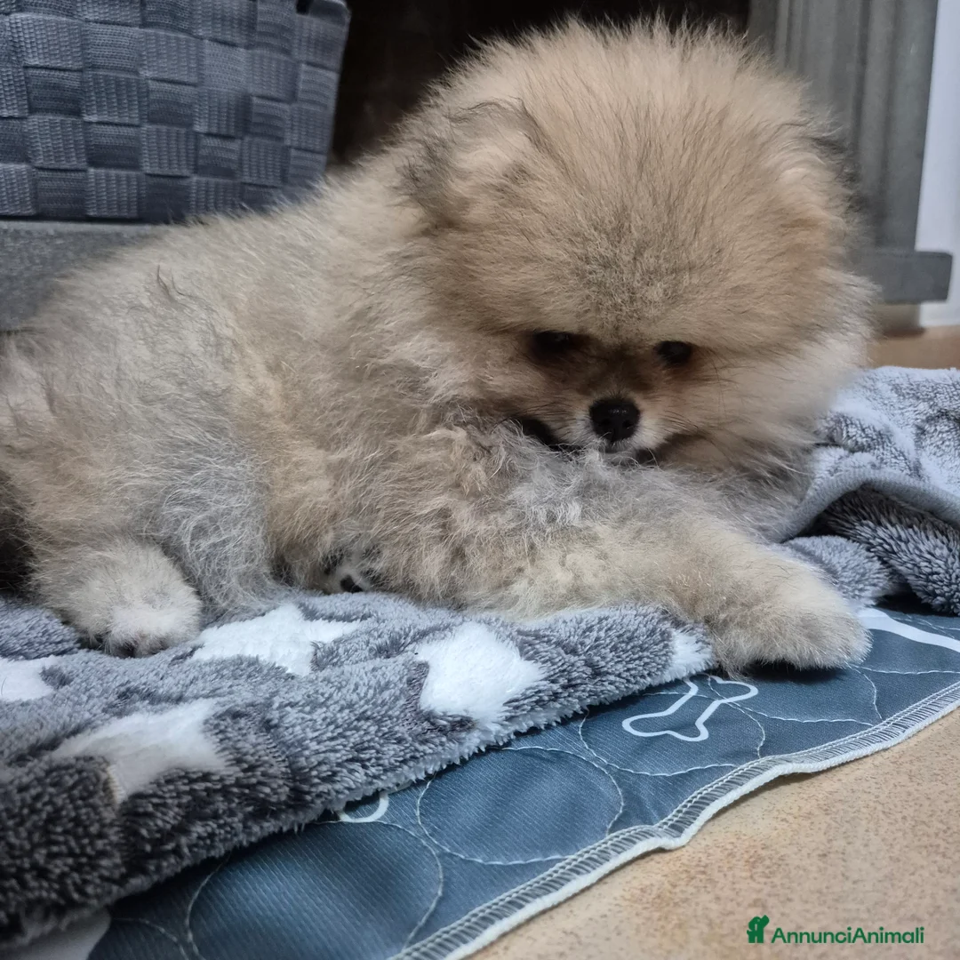 Volpino Pomerania cani in vendita: Spitz di pomerania tedesco nano  a Provincia di Oristano - Annuncio 3