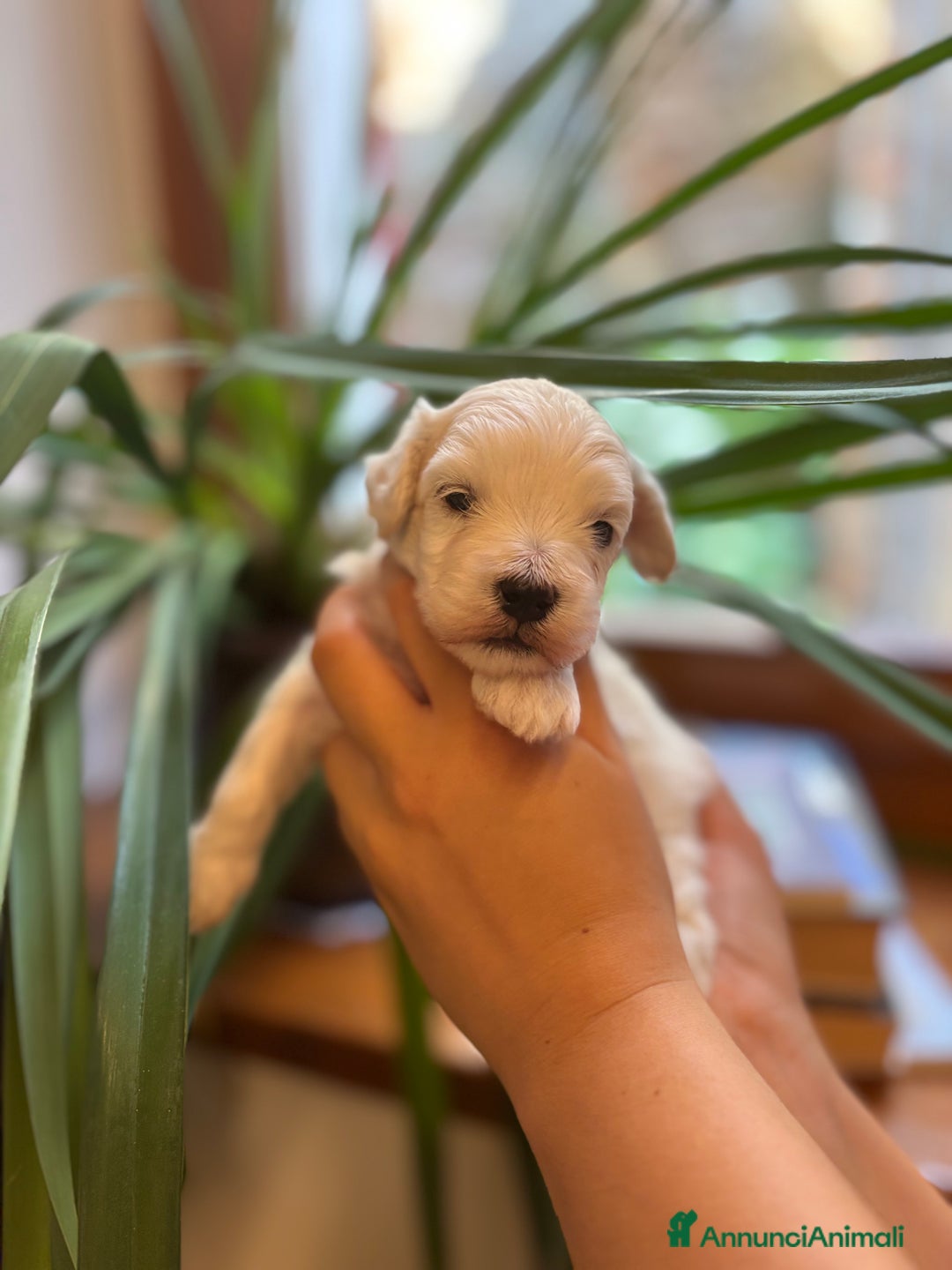 Maltese cani in vendita: CUCCIOLI CUCCIOLO DI DI MALTIPOO a Provincia di Verona - Immagine 4