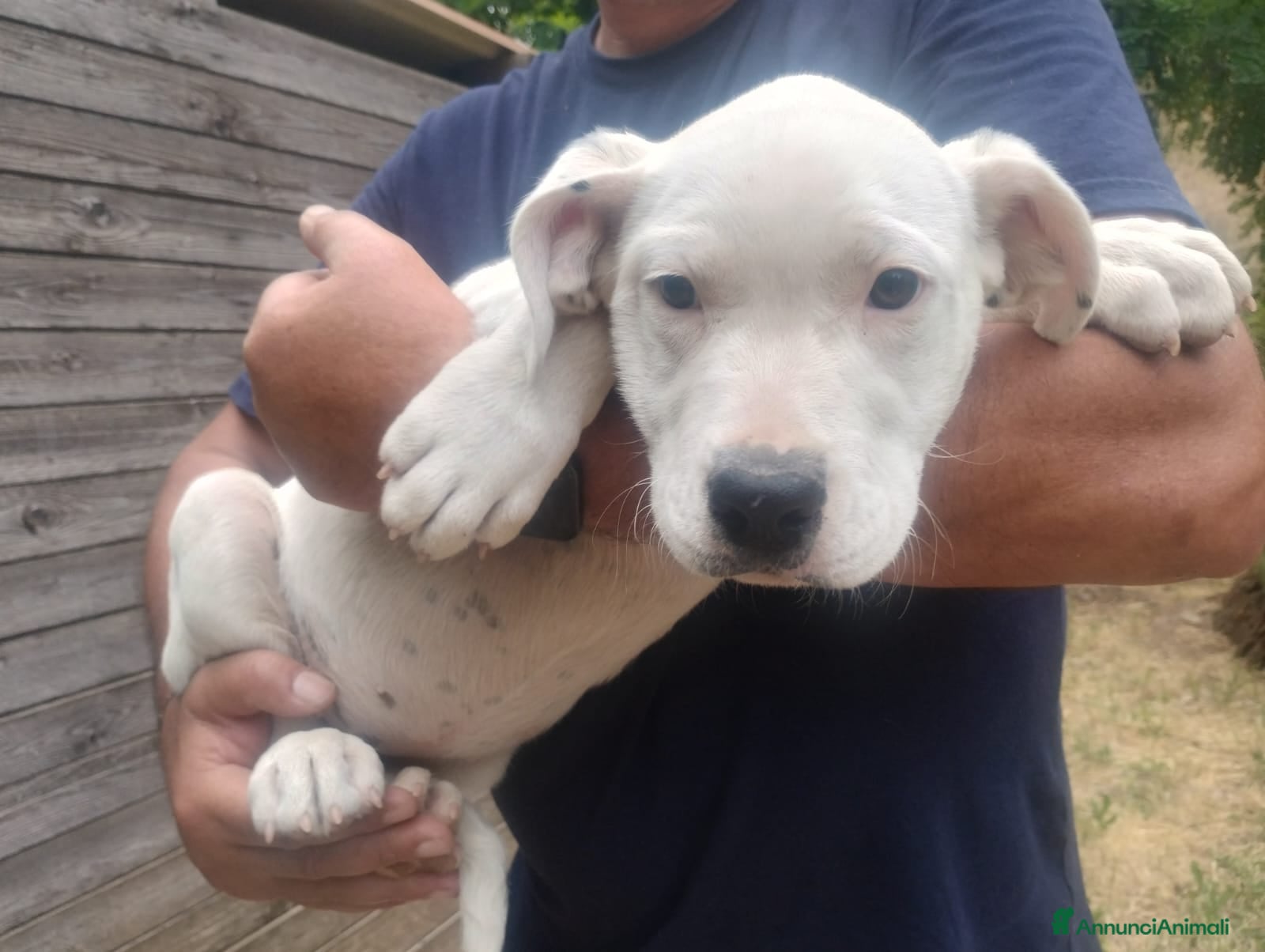 Dogo Argentino cani in regalo: Cucciola mix dogo argentino 2,5 mesi - Annuncio 1