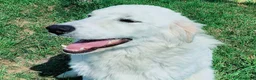 Pastore Maremmano cani in regalo: SVEN, cucciolone di pastore abruzzese - Annuncio 1