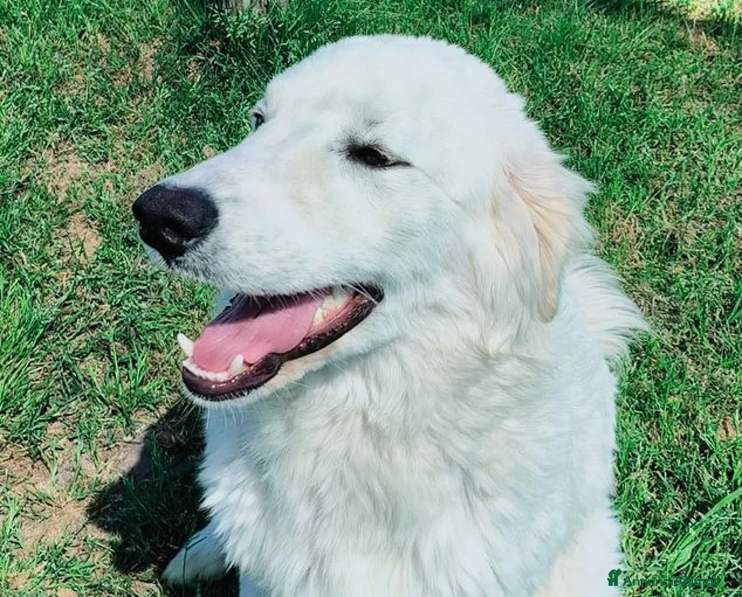 Pastore Maremmano cani in regalo: SVEN, cucciolone di pastore abruzzese - Annuncio 1