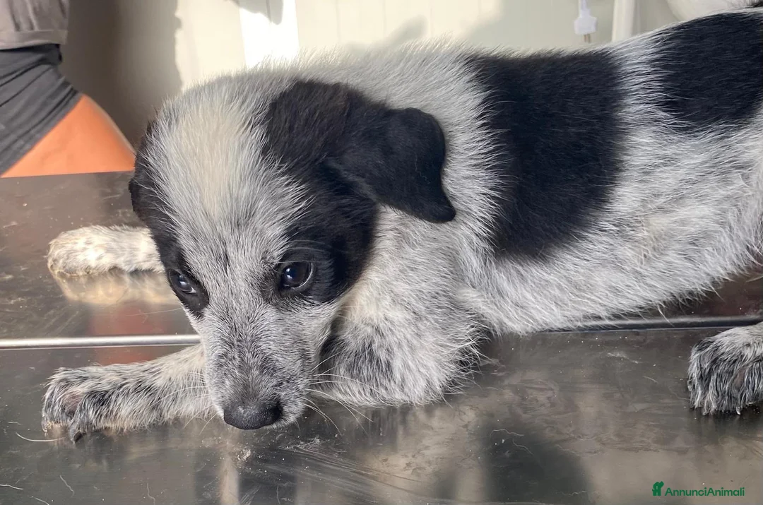Meticcio cani in regalo: 🐾❤️ QUATTRO PICCOLE MERAVIGLIE CERCANO CASA ❤️🐾 - Annuncio 6