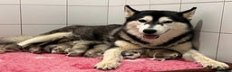 Husky cani in vendita: Splendidi cuccioli di SIBERIAN HUSKY - Annuncio 12