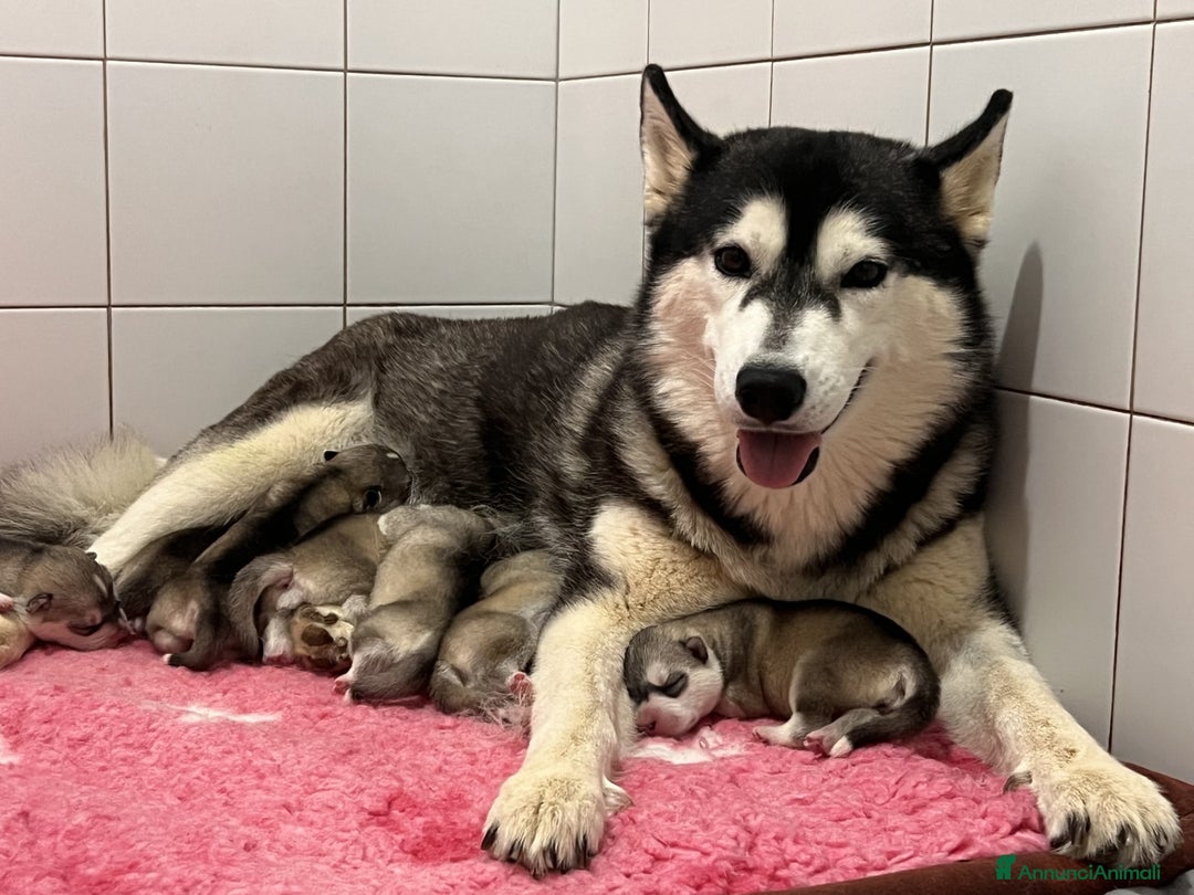 Husky cani in vendita: Splendidi cuccioli di SIBERIAN HUSKY - Annuncio 12