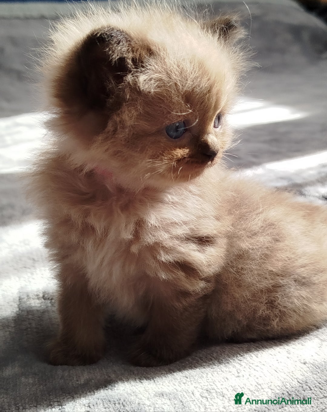 Ragdoll gatti in vendita: Cuccioli Ragdoll - Annuncio 4