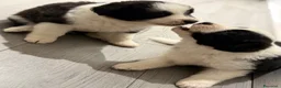 Border Collie cani in vendita: Cuccioli di border collie  - Annuncio 6
