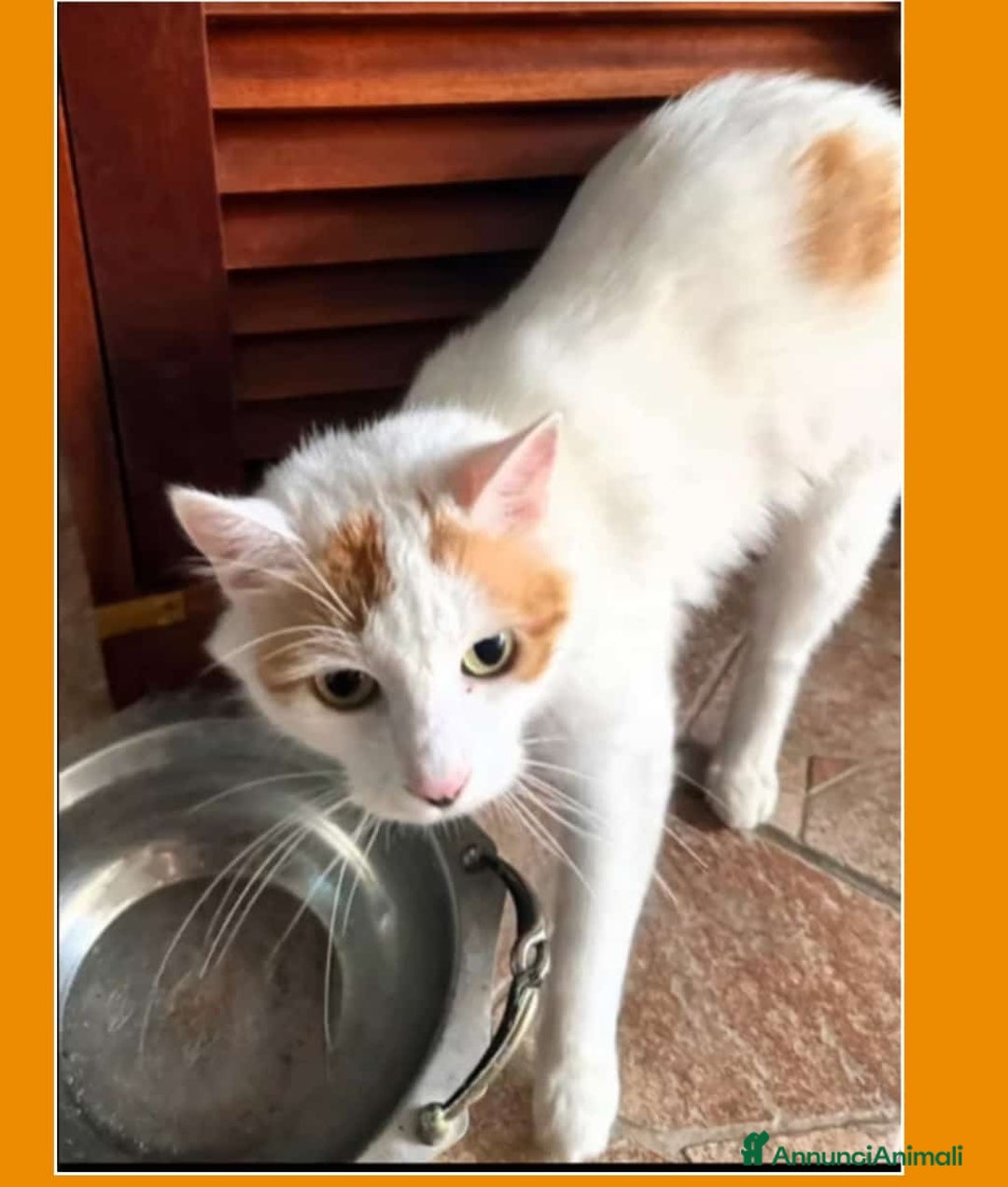 Europeo gatti in regalo: GATTI E GATTINI  - Annuncio 9