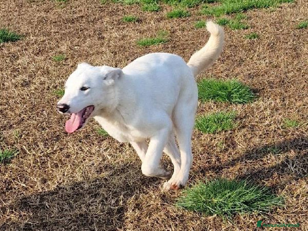 Meticcio cani in regalo: SQUITTY MAREMMANINA IN ADOZIONE a Provincia di Latina - Annuncio 2