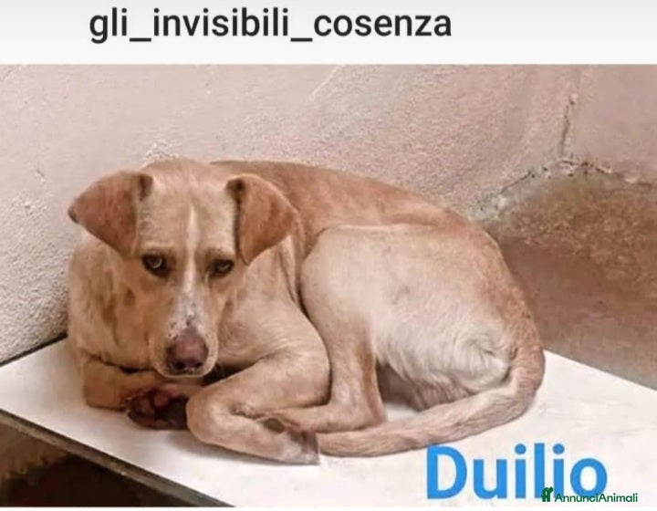 Meticcio cani Duilio 1degli invisibili di COSENZA! 1sola foto.. a Città metropolitana di Milano - Annuncio 22
