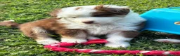 Australian Shepherd cani in vendita: Disponibili cuccioli di Pastore Australiano - Annuncio 4