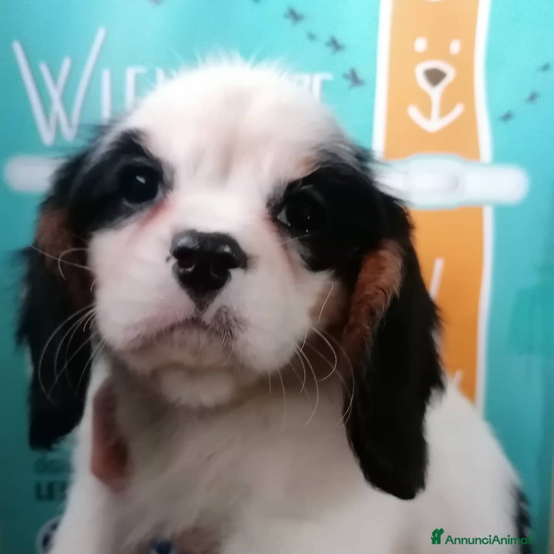 Immagine della galleria {{count}}