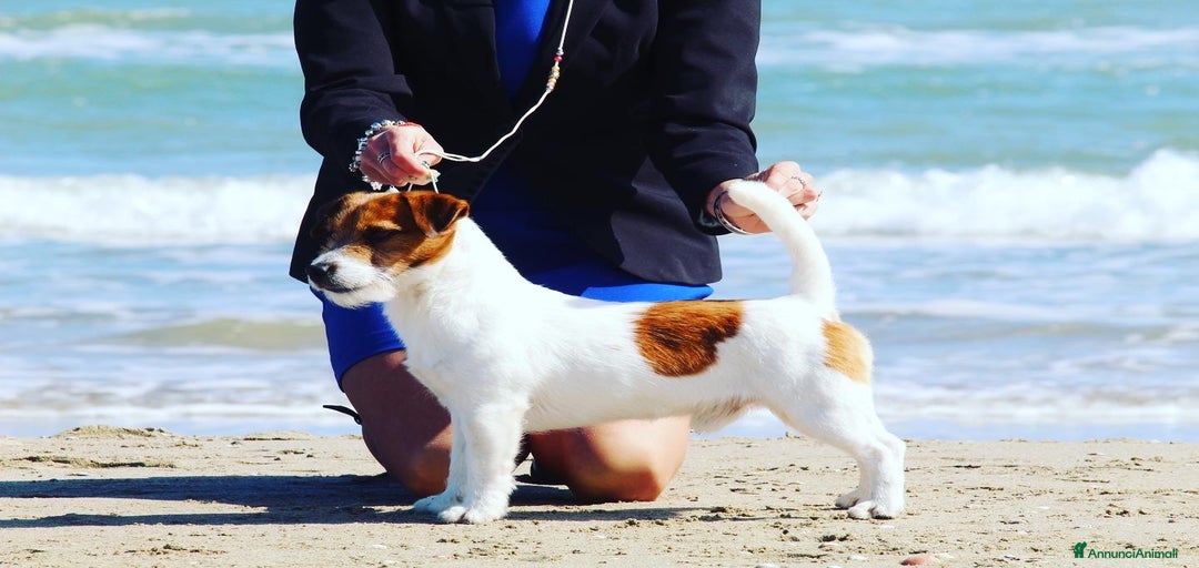 Immagine della galleria {{count}}